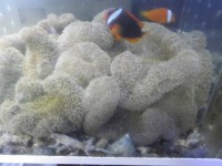 ハタゴイソギンチャク