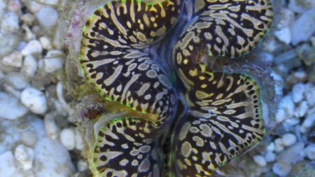 シラナミ￥１５００