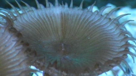 ボタン深場￥２０００